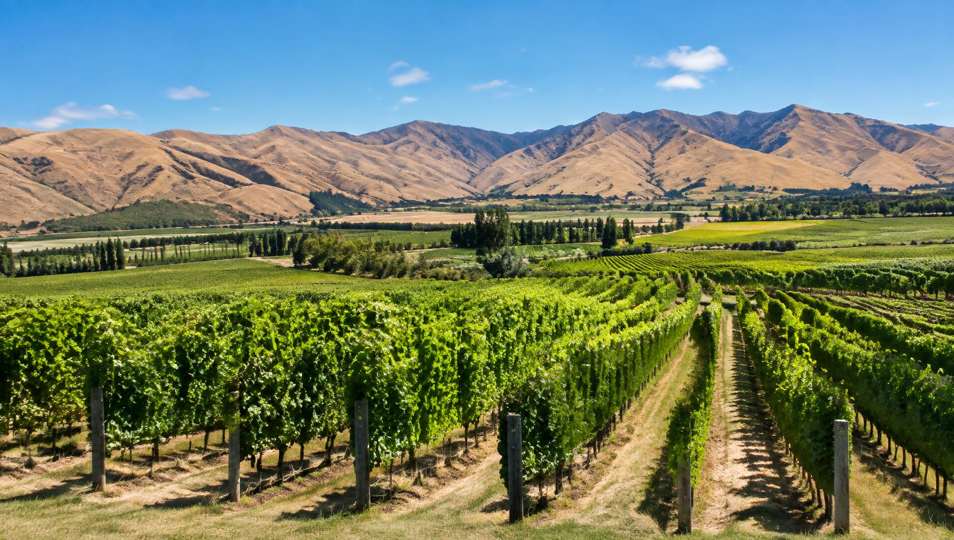 Louvre roofs and outdoor living in Blenheim